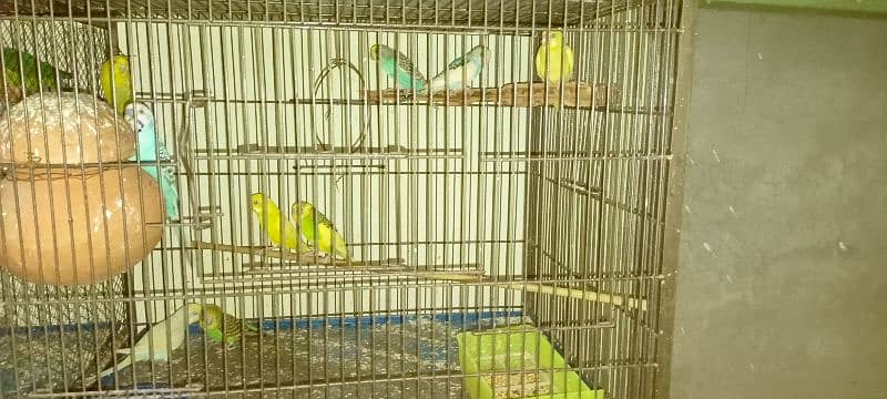 Budgies For Sale At Reasonable Price In Gujranwala Only 3