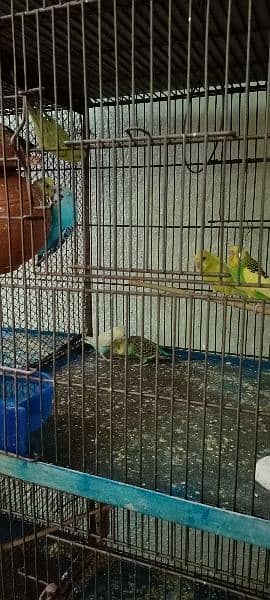 Budgies For Sale At Reasonable Price In Gujranwala Only 4