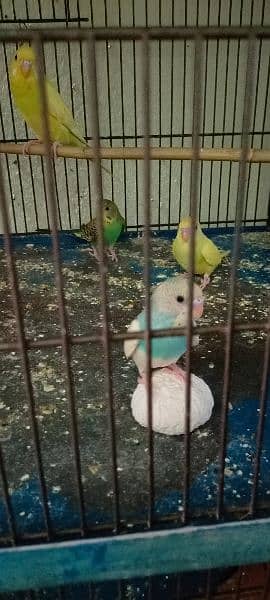 Budgies For Sale At Reasonable Price In Gujranwala Only 5