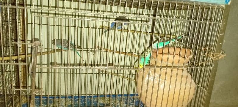 Budgies For Sale At Reasonable Price In Gujranwala Only 6