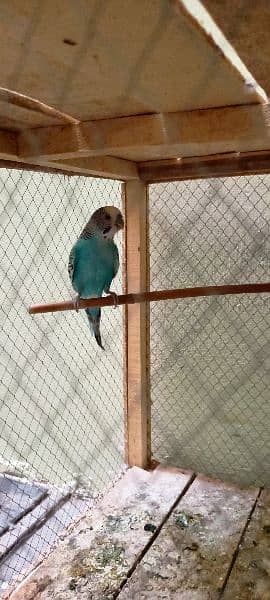 Budgies For Sale At Reasonable Price In Gujranwala Only 8