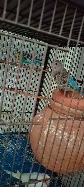 Budgies For Sale At Reasonable Price In Gujranwala Only 9