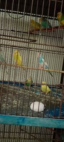 Budgies For Sale At Reasonable Price In Gujranwala Only 10