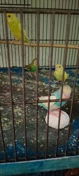 Budgies For Sale At Reasonable Price In Gujranwala Only 11