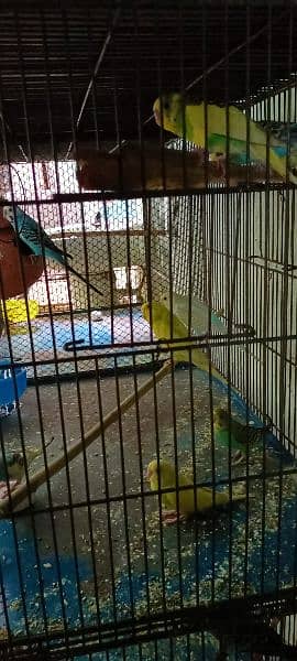 Budgies For Sale At Reasonable Price In Gujranwala Only 12