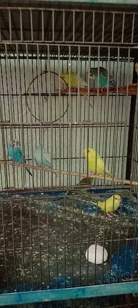 Budgies For Sale At Reasonable Price In Gujranwala Only 13