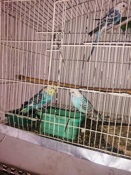 Australian parrots Budgie pair 2