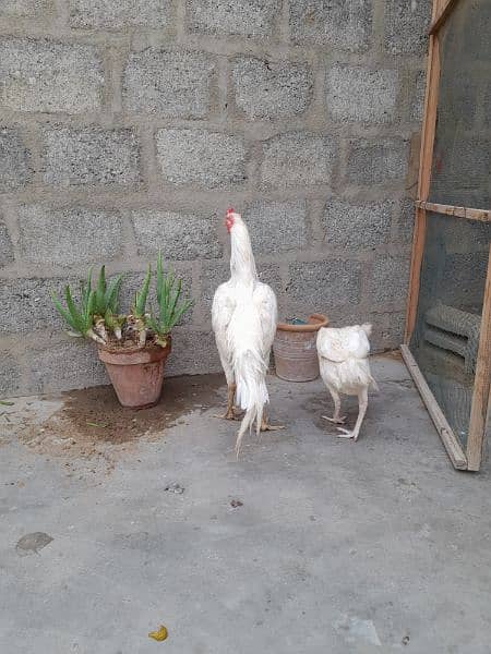 white heera aseel pair 1