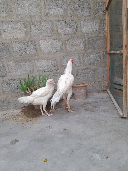 white heera aseel pair 2