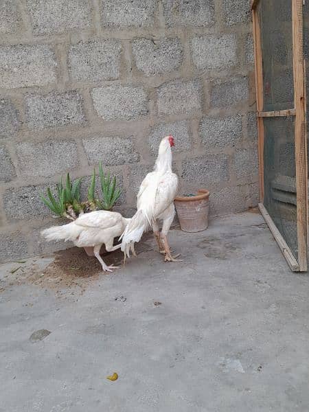 white heera aseel pair 3