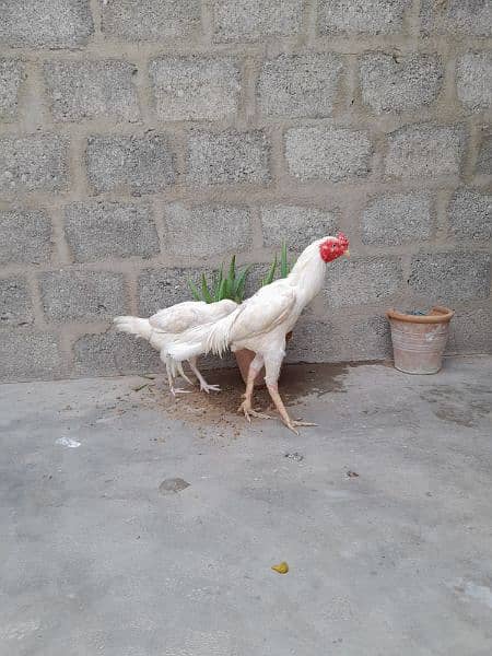 white heera aseel pair 5