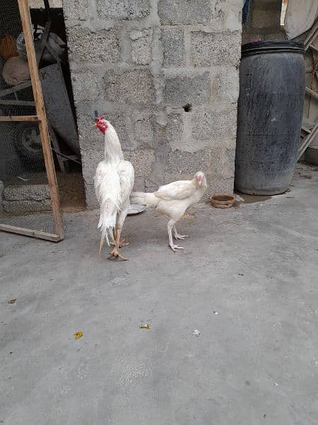 white heera aseel pair 6