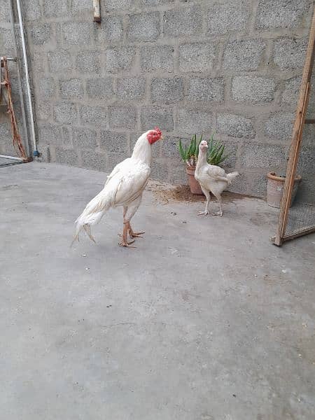 white heera aseel pair 12