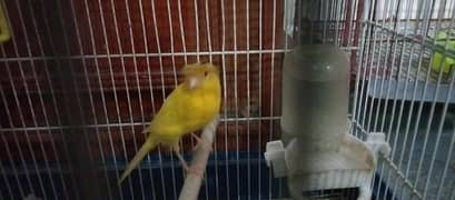singing and breader canary for sale