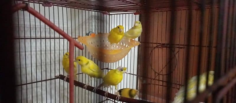 singing and breader canary for sale 1