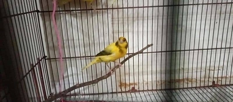 singing and breader canary for sale 2