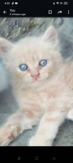 little Persian blue eyes kitten