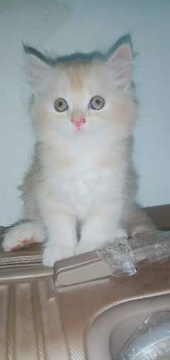 Caramel & White Persian kittens