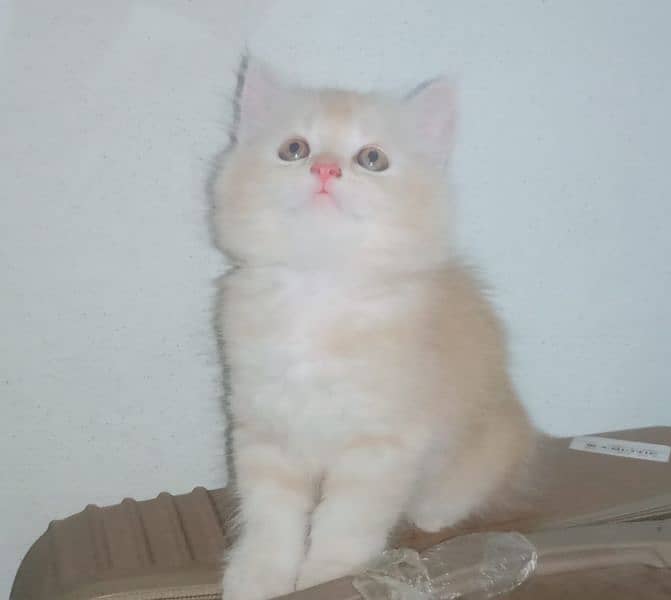 Caramel & White Persian kittens 1