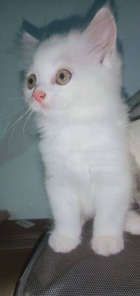 Caramel & White Persian kittens 4