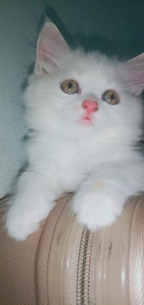 Caramel & White Persian kittens 5