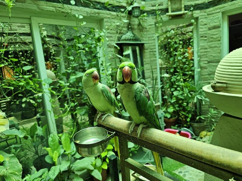 Hand Tamed Raw Kashmiri Parrot Pair 0