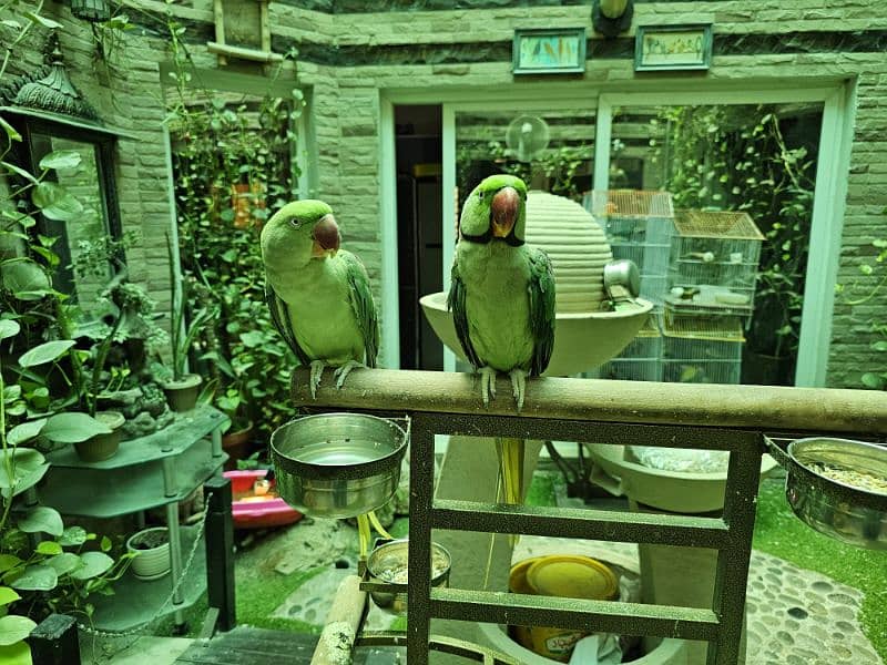 Hand Tamed Raw Kashmiri Parrot Pair 2