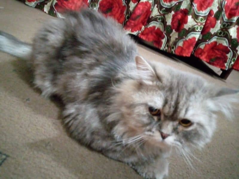 Persian male cat double coated 2