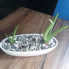 aloe Vera planter