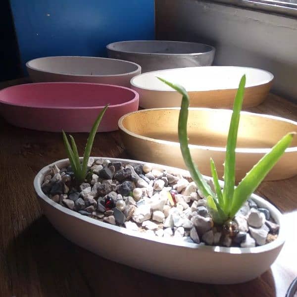 aloe Vera planter 1