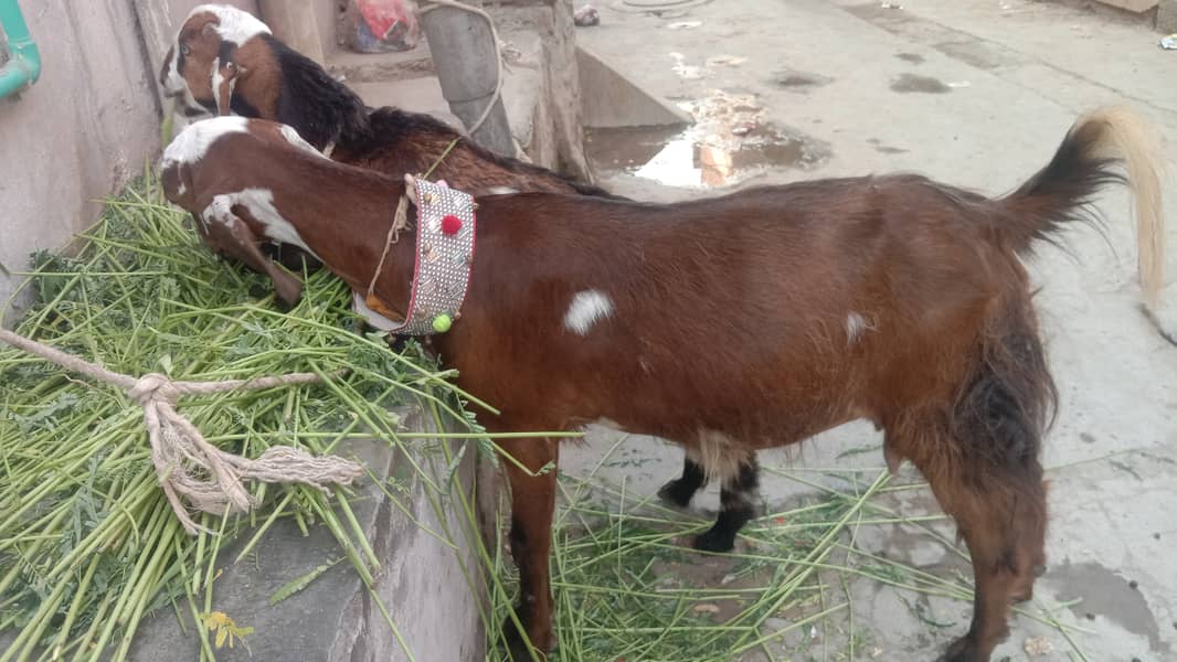 Goat | desi bakri | Bakri | Bakra kids | goat for sale 0