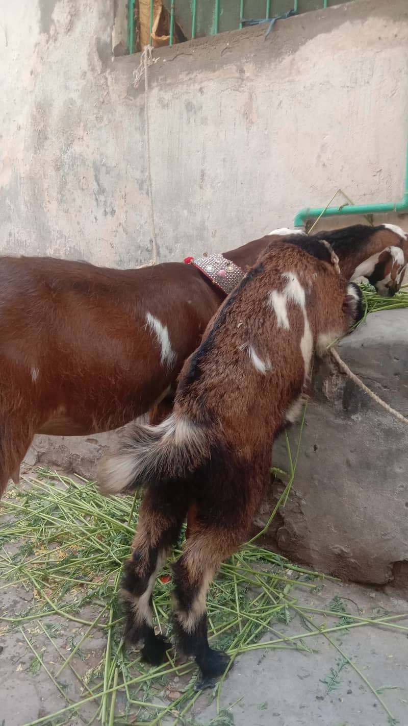 Goat | desi bakri | Bakri | Bakra kids | goat for sale 1