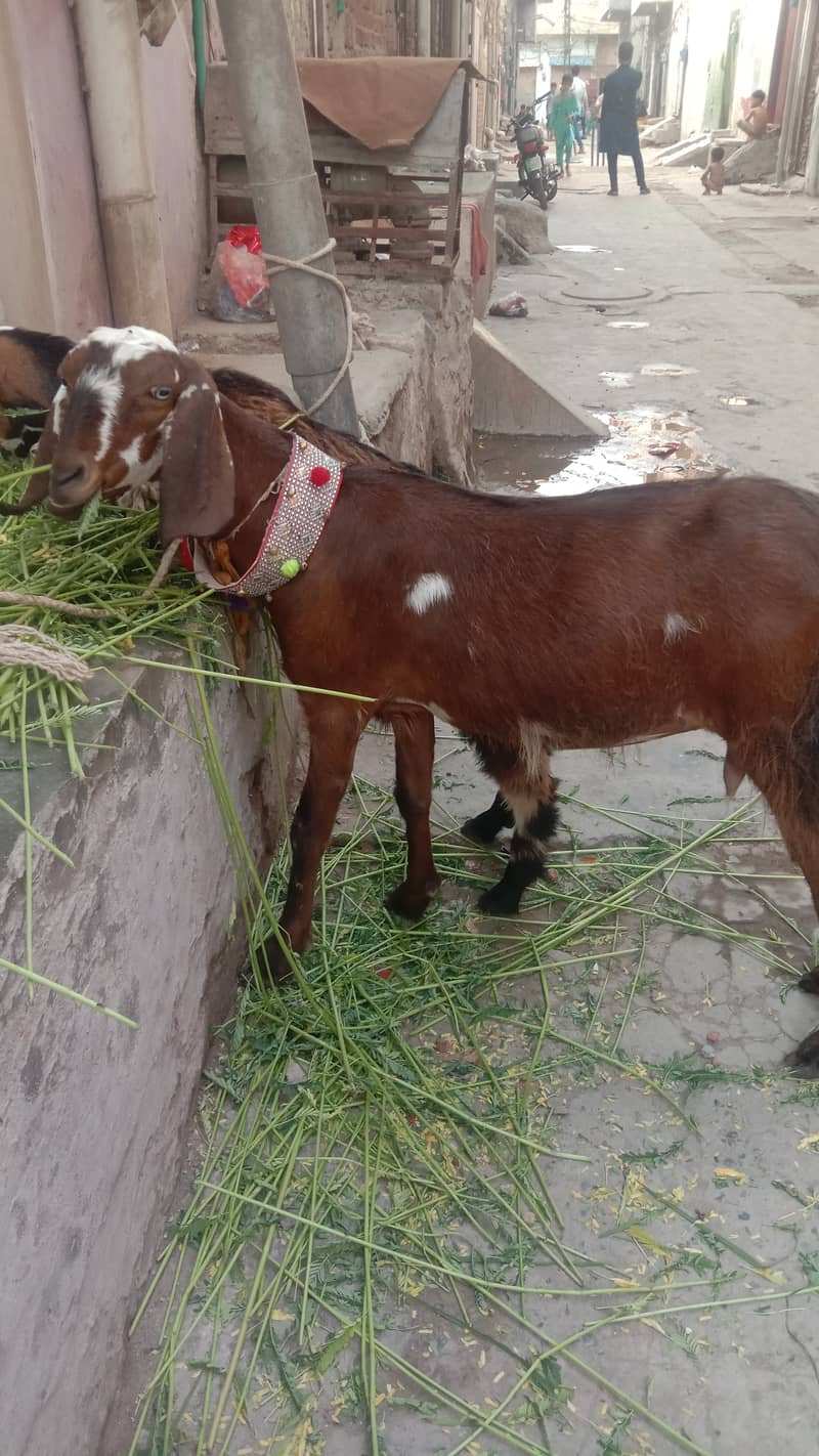 Goat | desi bakri | Bakri | Bakra kids | goat for sale 2