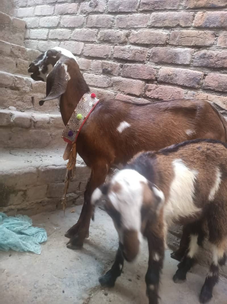 Goat | desi bakri | Bakri | Bakra kids | goat for sale 3
