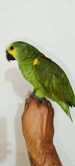 Amazon Parrot 0