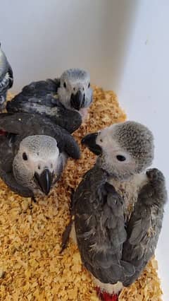 African Grey Chicks (4 pieces)
