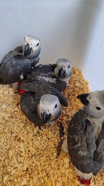 African Grey Chicks (4 pieces) 1