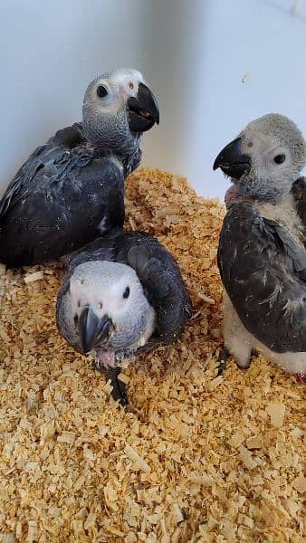 African Grey Chicks (4 pieces) 2