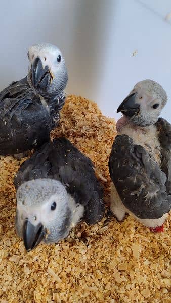 African Grey Chicks (4 pieces) 3