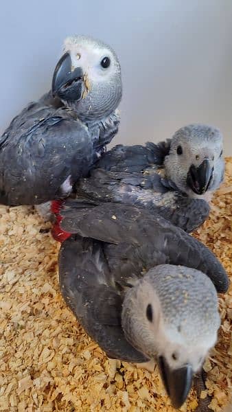 African Grey Chicks (4 pieces) 4