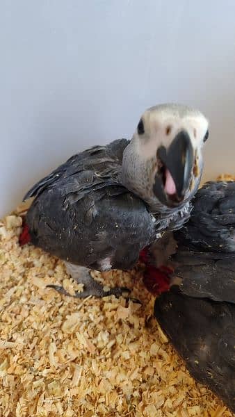 African Grey Chicks (4 pieces) 5