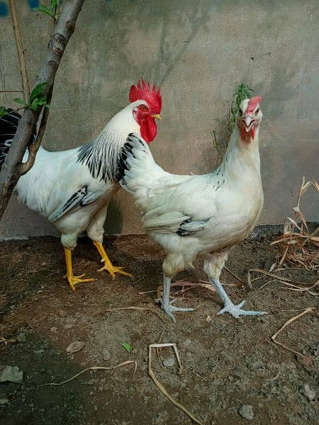 Light Sussex heritage breeder pair egg laying pair 0