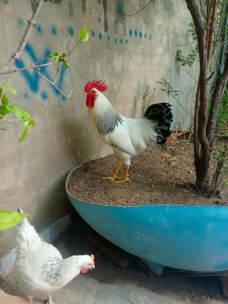 Light Sussex heritage breeder pair egg laying pair 1