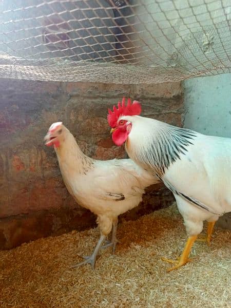 Light Sussex heritage breeder pair egg laying pair 2