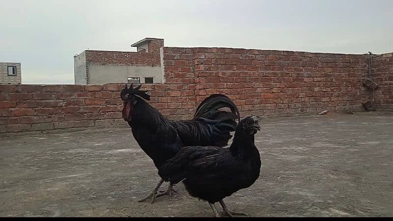 Ayam Cemani European Grey Tongue 0