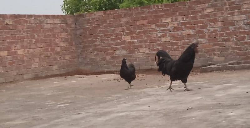 Ayam Cemani European Grey Tongue 1