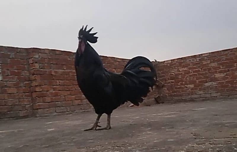 Ayam Cemani European Grey Tongue 2