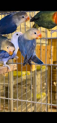 Love Birds Blue pale fellow parblue split opline split palefallow etc.