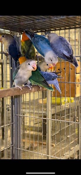 Love Birds Blue pale fellow parblue split opline split palefallow etc. 6