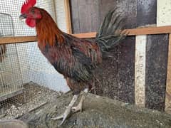 Hens For sale, 8 months Age